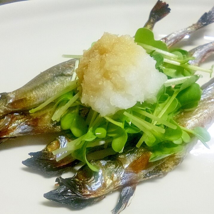 かいわれとおろしで さっぱりししゃも焼き レシピ 作り方 By みずたまsweet 楽天レシピ かいわれとおろしで さっぱりししゃも焼き レシピ 作り方 By みずたまsweet 楽天レシピ